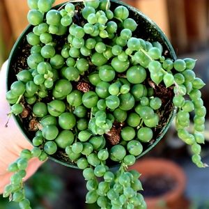 Strings of Pearls Succulent